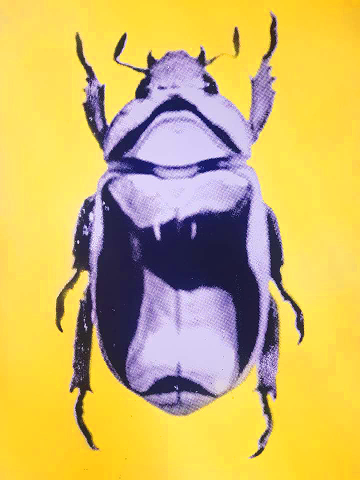 Käfer – Studiobeweise. 5 Farbvarianten 